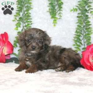 Lucky, Havapoo Puppy