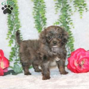 Lucky, Havapoo Puppy