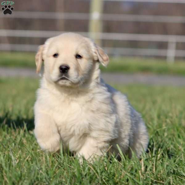 Lucky, Golden Retriever Puppy
