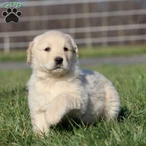 Lucky, Golden Retriever Puppy
