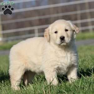 Lucky, Golden Retriever Puppy