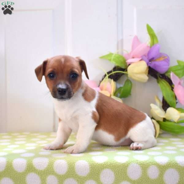 Lucy, Jack Russell Terrier Puppy