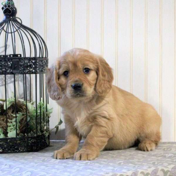 Lucy, Miniature Golden Retriever Puppy