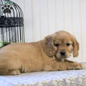 Lucy, Miniature Golden Retriever Puppy