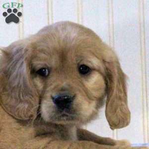 Lucy, Miniature Golden Retriever Puppy