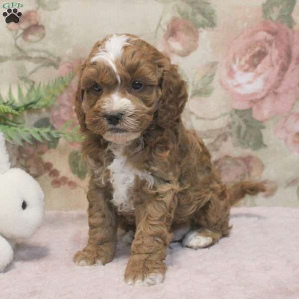 Lukas, Cavapoo Puppy