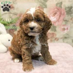 Lukas, Cavapoo Puppy