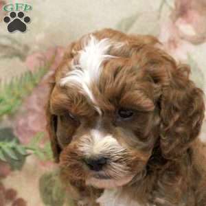 Lukas, Cavapoo Puppy