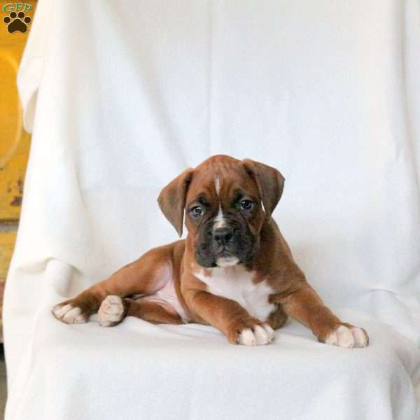 Luke, Boxer Puppy