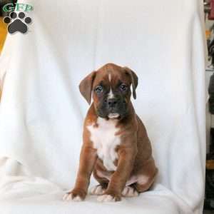 Luke, Boxer Puppy