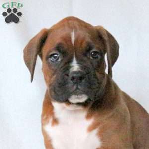 Luke, Boxer Puppy