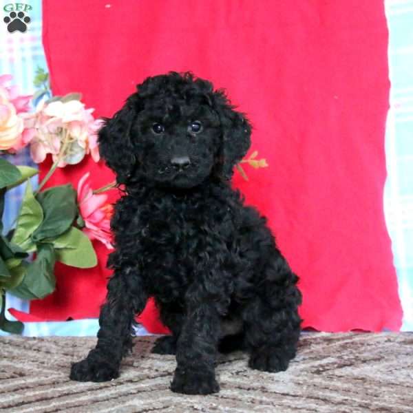 Luke-Moyen, Miniature Poodle Puppy