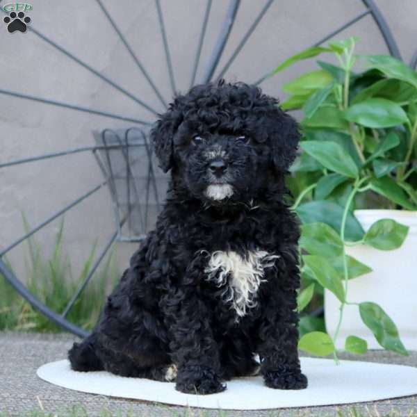 Luke, Mini Bernedoodle Puppy