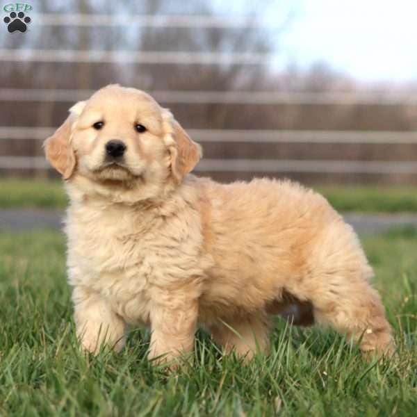 Luke, Golden Retriever Puppy