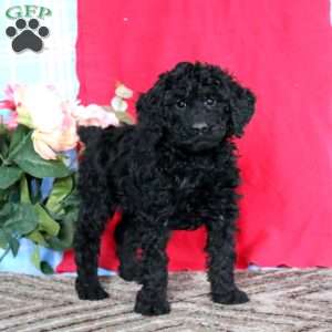 Luke-Moyen, Miniature Poodle Puppy