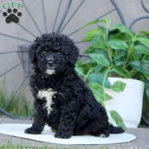 Luke, Mini Bernedoodle Puppy