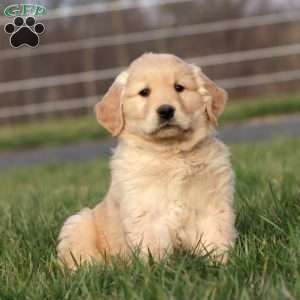 Luke, Golden Retriever Puppy