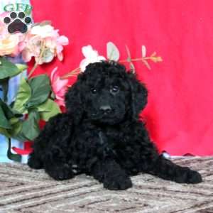 Luke-Moyen, Miniature Poodle Puppy