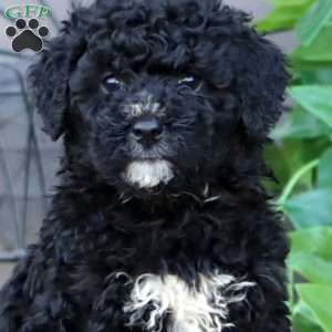 Luke, Mini Bernedoodle Puppy