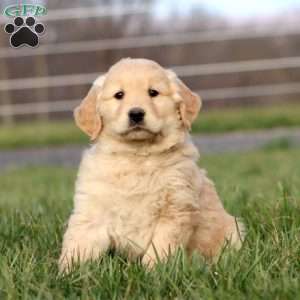 Luke, Golden Retriever Puppy