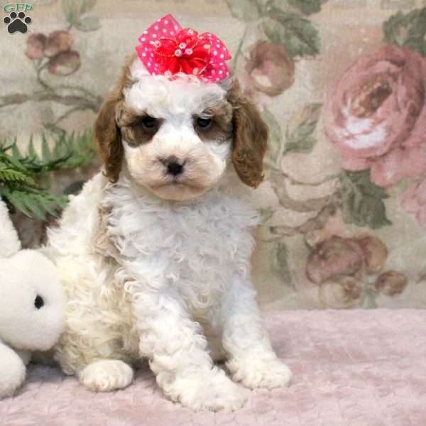 Lumi, Cavapoo Puppy
