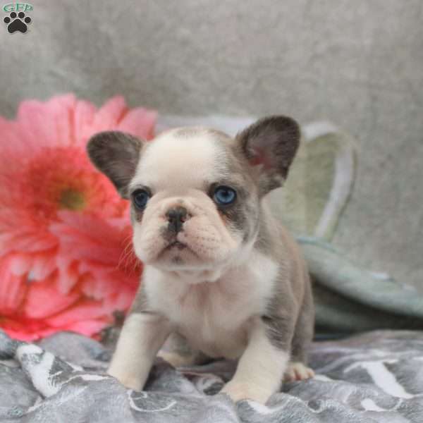 Lumi, French Bulldog Puppy