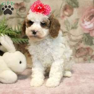 Lumi, Cavapoo Puppy