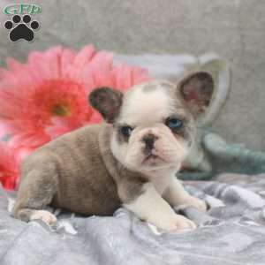 Lumi, French Bulldog Puppy