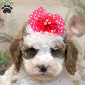 Lumi, Cavapoo Puppy