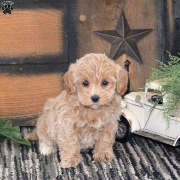 Luna, Maltipoo Puppy