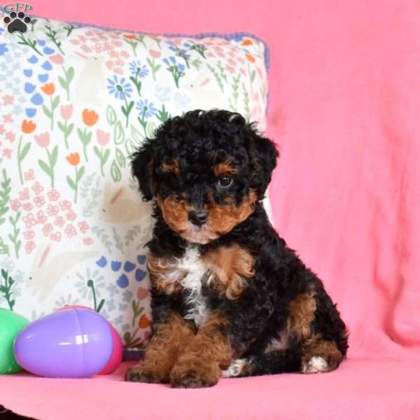 Luna, Miniature Poodle Puppy
