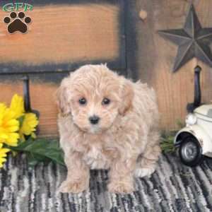 Luna, Maltipoo Puppy
