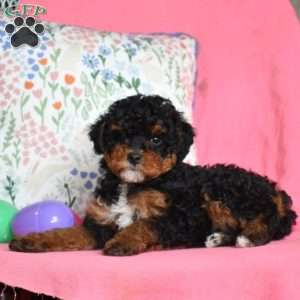 Luna, Miniature Poodle Puppy