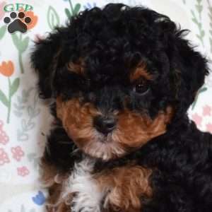 Luna, Miniature Poodle Puppy