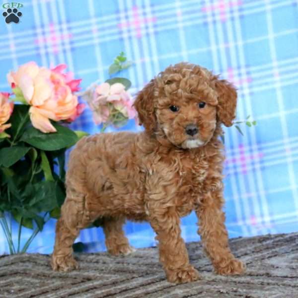 Luna-Moyen, Miniature Poodle Puppy