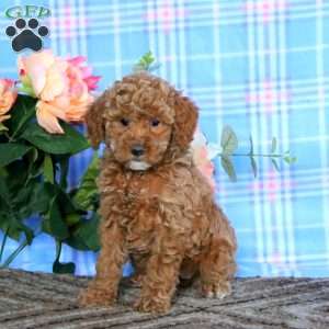 Luna-Moyen, Miniature Poodle Puppy