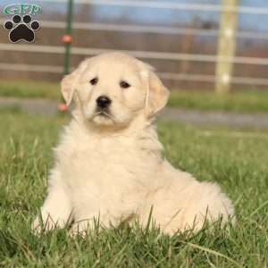 Luna, Golden Retriever Puppy