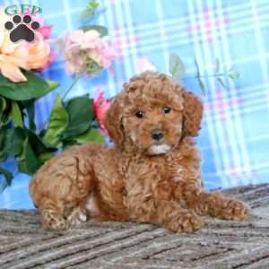Luna-Moyen, Miniature Poodle Puppy
