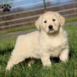 Luna, Golden Retriever Puppy