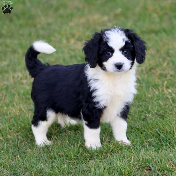Lylah, Mini Bernedoodle Puppy