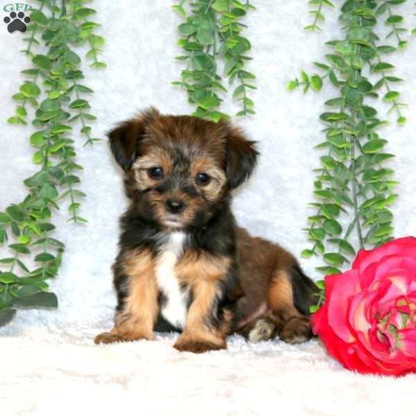 Lynette, Shorkie Puppy