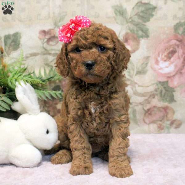 Lyra, Cavapoo Puppy