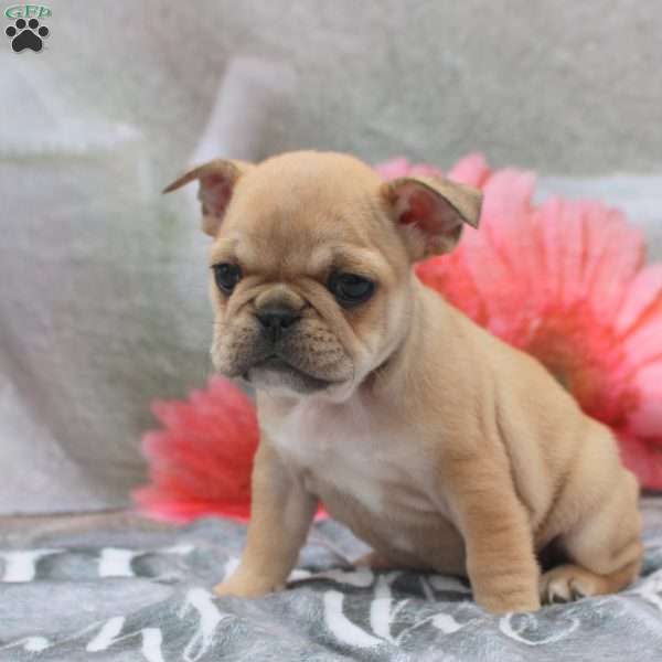 Lyra, French Bulldog Puppy