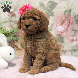 Lyra, Cavapoo Puppy