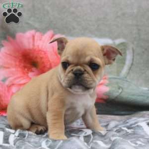 Lyra, French Bulldog Puppy