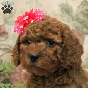 Lyra, Cavapoo Puppy