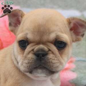 Lyra, French Bulldog Puppy
