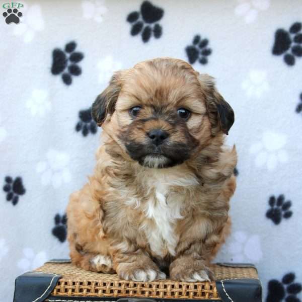 Lyric, Shih-Poo Puppy