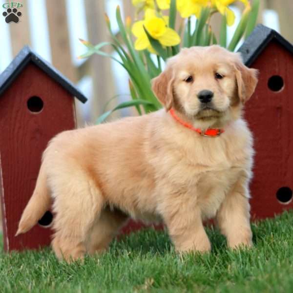 M&M, Golden Retriever Puppy