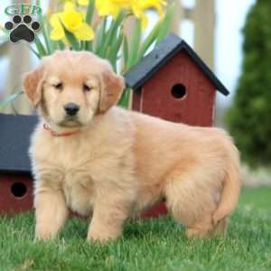 M&M, Golden Retriever Puppy